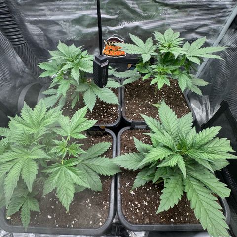Lemon kerry Banana Purple  growlog timeline photo