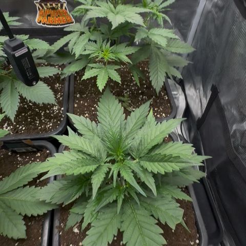 Lemon kerry Banana Purple  growlog timeline photo