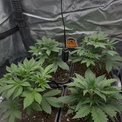 Lemon kerry Banana Purple  growlog timeline photo