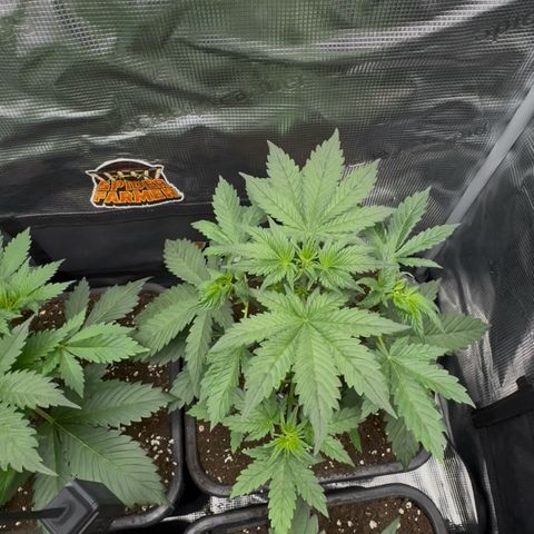 Lemon kerry Banana Purple  growlog timeline photo