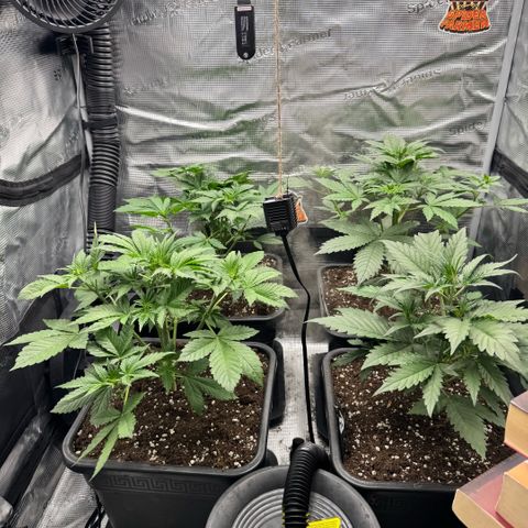 Lemon kerry Banana Purple  growlog timeline photo