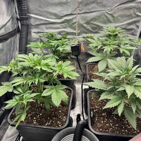 Lemon kerry Banana Purple  growlog timeline photo