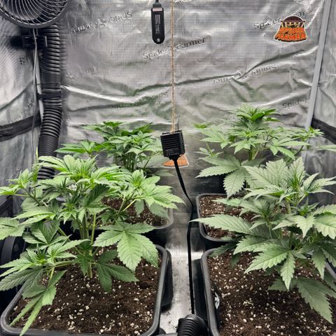 Lemon kerry Banana Purple  growlog timeline photo
