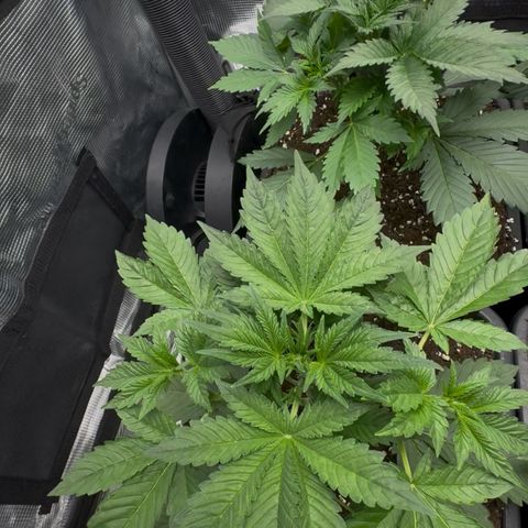Lemon kerry Banana Purple  growlog timeline photo