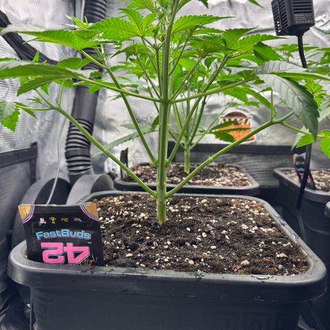 Lemon kerry Banana Purple  growlog timeline photo