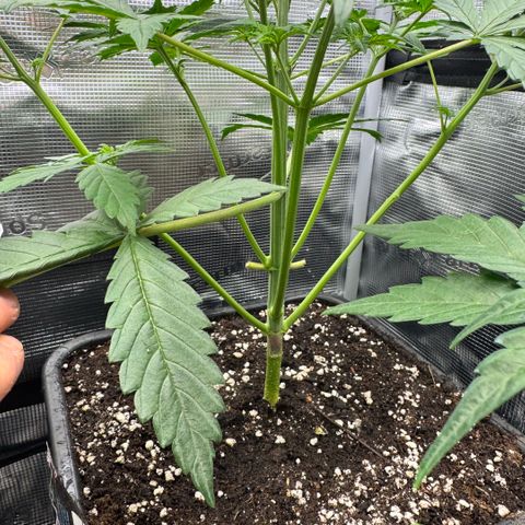Lemon kerry Banana Purple  growlog timeline photo