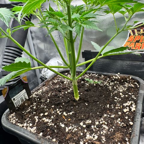 Lemon kerry Banana Purple  growlog timeline photo