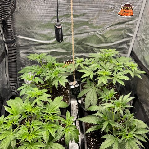 Lemon kerry Banana Purple  growlog timeline photo