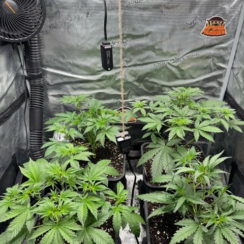 Lemon kerry Banana Purple  growlog timeline photo