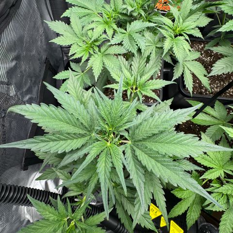 Lemon kerry Banana Purple  growlog timeline photo
