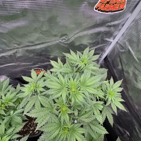 Lemon kerry Banana Purple  growlog timeline photo