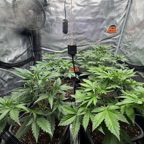 Lemon kerry Banana Purple  growlog timeline photo