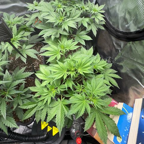 Lemon kerry Banana Purple  growlog timeline photo