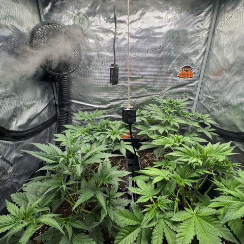 Lemon kerry Banana Purple  growlog timeline photo