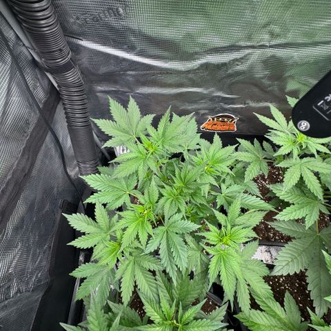 Lemon kerry Banana Purple  growlog timeline photo