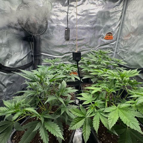 Lemon kerry Banana Purple  growlog timeline photo
