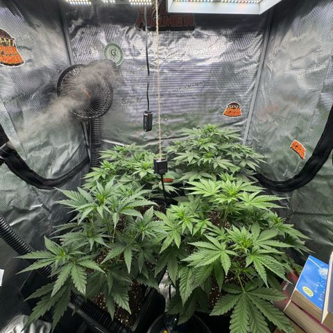 Lemon kerry Banana Purple  growlog timeline photo