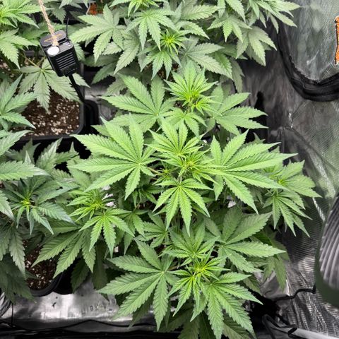 Lemon kerry Banana Purple  growlog timeline photo