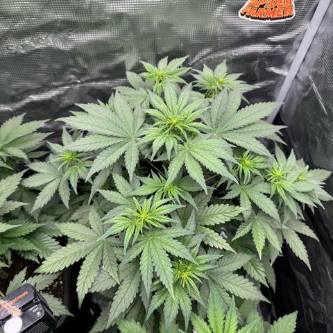 Lemon kerry Banana Purple  growlog timeline photo
