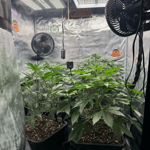Lemon kerry Banana Purple  growlog timeline photo