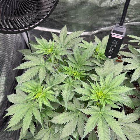 Lemon kerry Banana Purple  growlog timeline photo