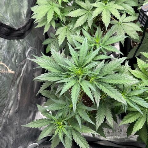Lemon kerry Banana Purple  growlog timeline photo