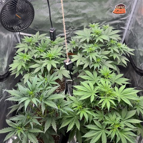 Lemon kerry Banana Purple  growlog timeline photo