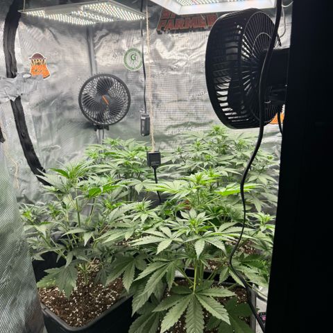 Lemon kerry Banana Purple  growlog timeline photo