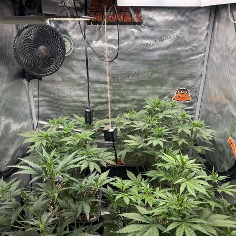 Lemon kerry Banana Purple  growlog timeline photo