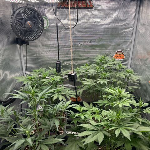 Lemon kerry Banana Purple  growlog timeline photo