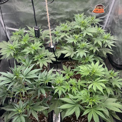 Lemon kerry Banana Purple  growlog timeline photo