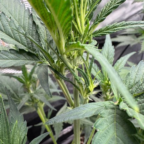 Lemon kerry Banana Purple  growlog timeline photo
