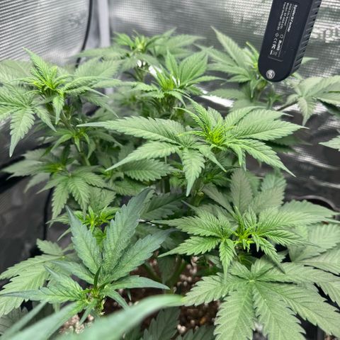 Lemon kerry Banana Purple  growlog timeline photo