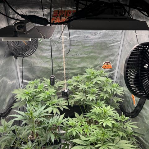 Lemon kerry Banana Purple  growlog timeline photo