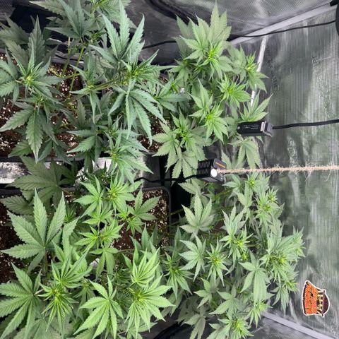 Lemon kerry Banana Purple  growlog timeline photo