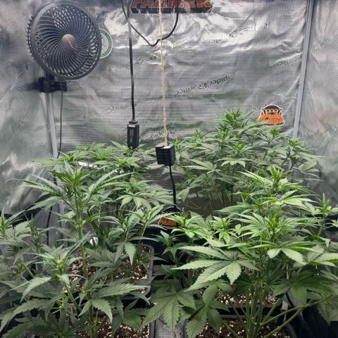 Lemon kerry Banana Purple  growlog timeline photo