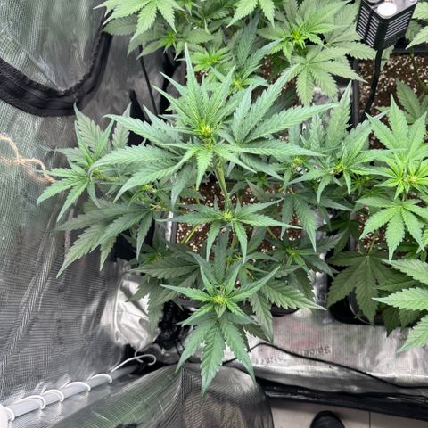 Lemon kerry Banana Purple  growlog timeline photo