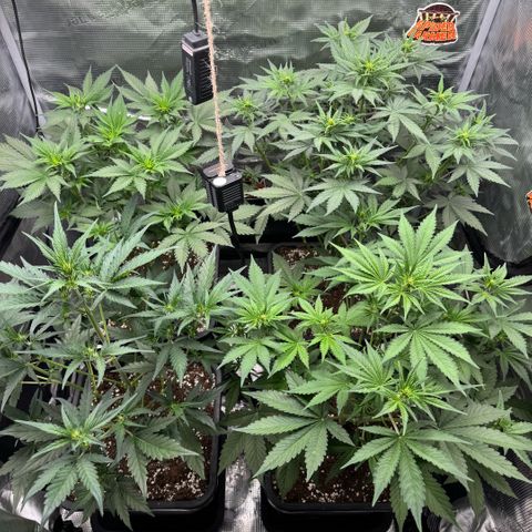 Lemon kerry Banana Purple  growlog timeline photo