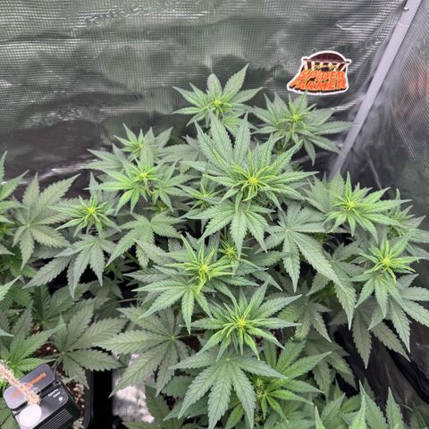 Lemon kerry Banana Purple  growlog timeline photo