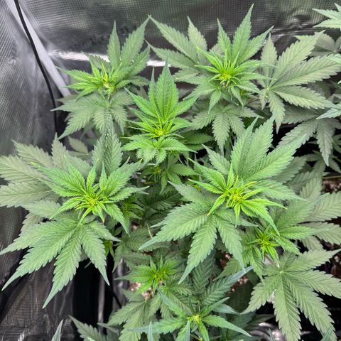 Lemon kerry Banana Purple  growlog timeline photo