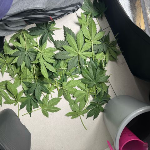 Lemon kerry Banana Purple  growlog timeline photo