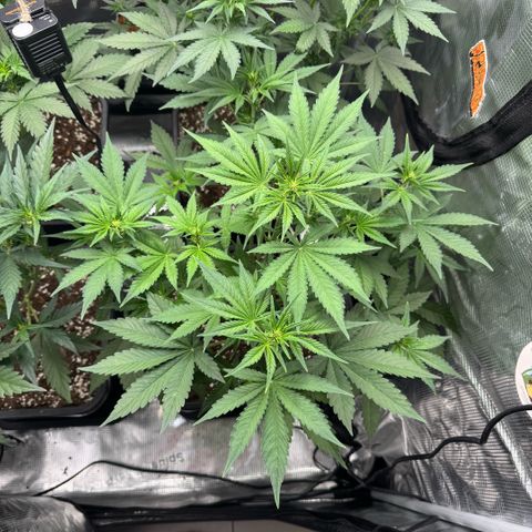 Lemon kerry Banana Purple  growlog timeline photo