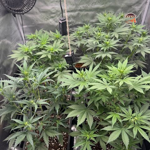 Lemon kerry Banana Purple  growlog timeline photo