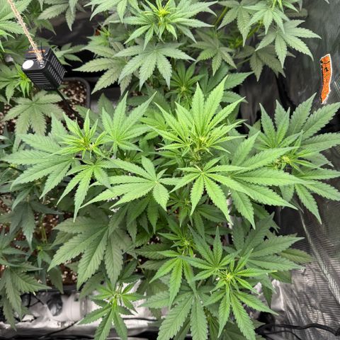 Lemon kerry Banana Purple  growlog timeline photo