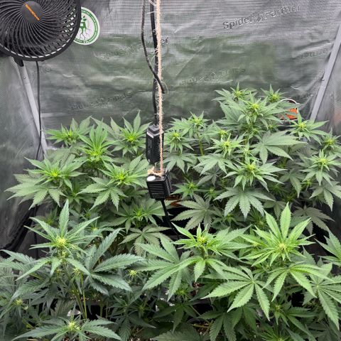 Lemon kerry Banana Purple  growlog timeline photo