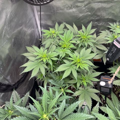 Lemon kerry Banana Purple  growlog timeline photo