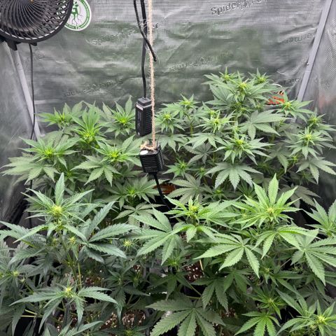 Lemon kerry Banana Purple  growlog timeline photo