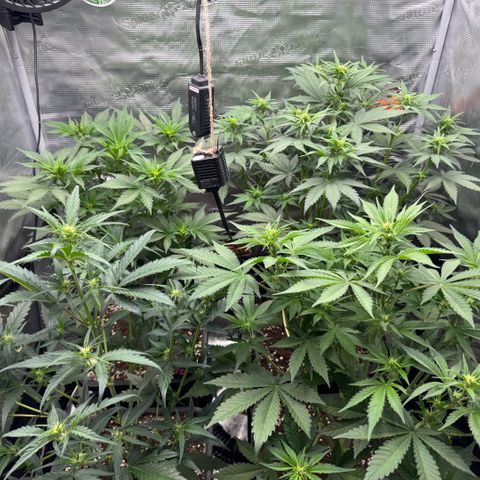 Lemon kerry Banana Purple  growlog timeline photo