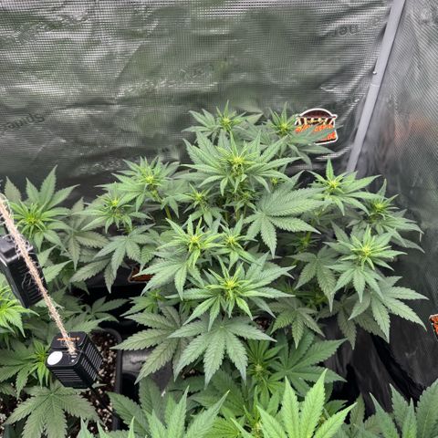 Lemon kerry Banana Purple  growlog timeline photo