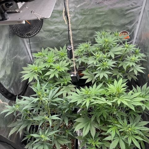 Lemon kerry Banana Purple  growlog timeline photo